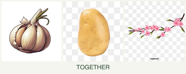 Can you plant garlic, potatoes and peaches together?