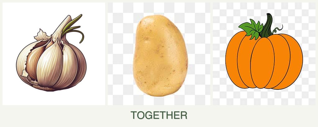 Can you plant garlic, potatoes and pumpkin together?