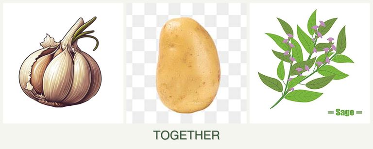 Can you plant garlic, potatoes and sage together?