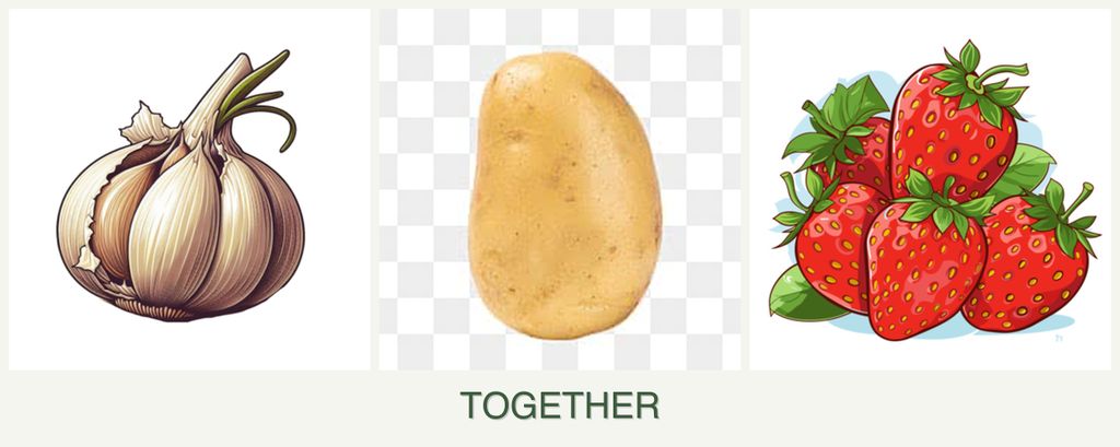 Can you plant garlic, potatoes and strawberries together?
