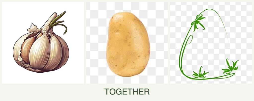 Can you plant garlic, potatoes and tarragon together?