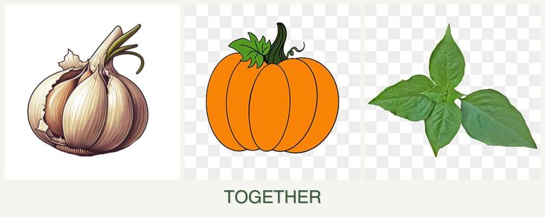 Can you plant garlic, pumpkin and basil together?