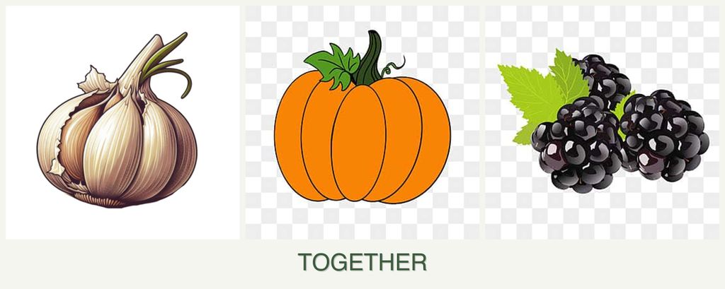 Can you plant garlic, pumpkin and blackberries together?