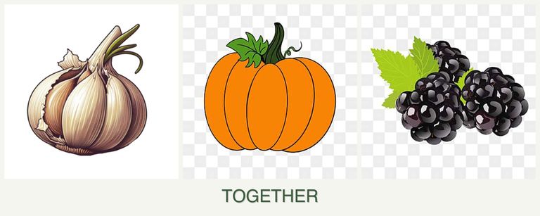 Can you plant garlic, pumpkin and blackberries together?