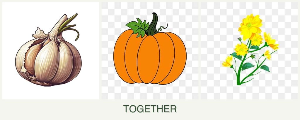 Can you plant garlic, pumpkin and calendula together?