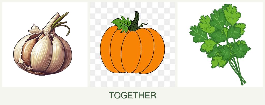 Can you plant garlic, pumpkin and cilantro together?