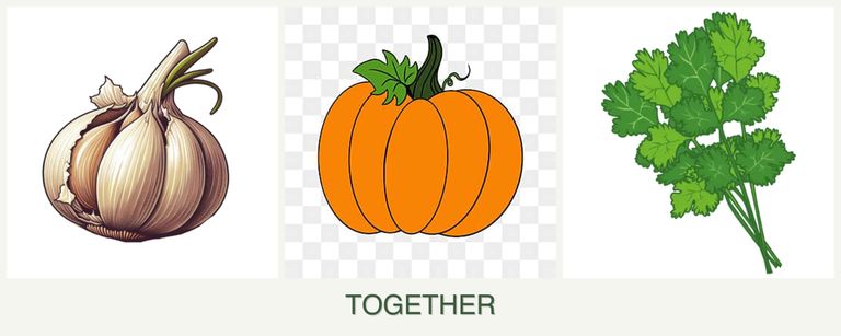 Can you plant garlic, pumpkin and cilantro together?