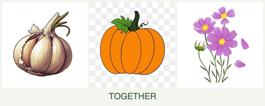 Can you plant garlic, pumpkin and cosmos together?