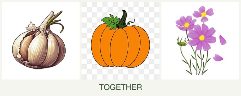 Can you plant garlic, pumpkin and cosmos together?