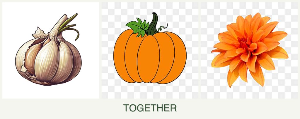 Can you plant garlic, pumpkin and dahlias together?