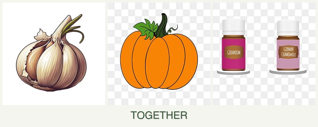 Can you plant garlic, pumpkin and geraniums together?