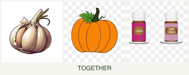 Can you plant garlic, pumpkin and geraniums together?