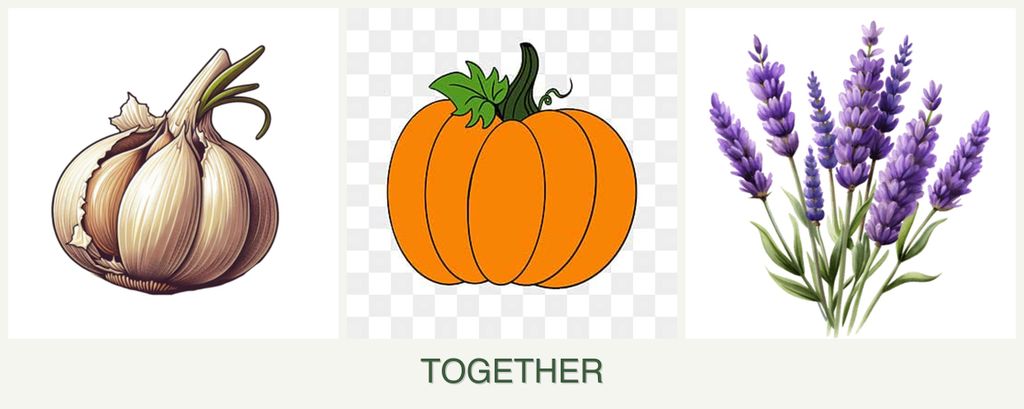 Can you plant garlic, pumpkin and lavender together?