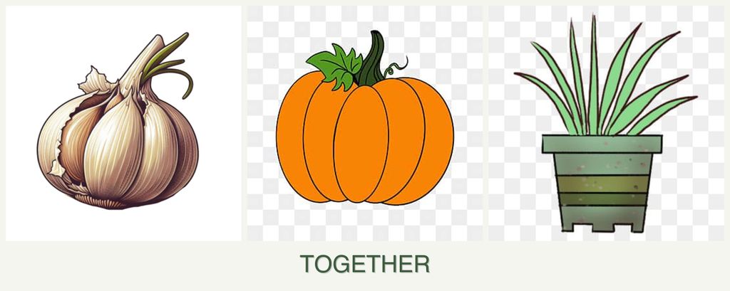Can you plant garlic, pumpkin and lemongrass together?