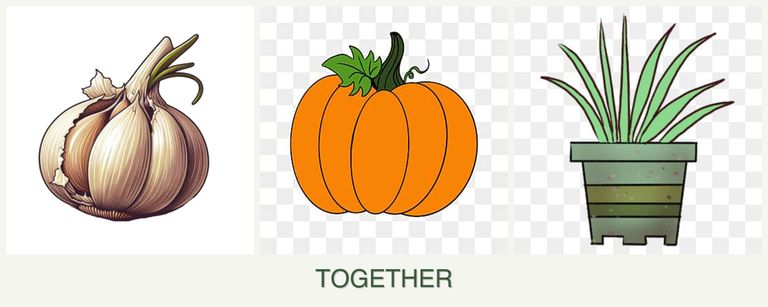 Can you plant garlic, pumpkin and lemongrass together?
