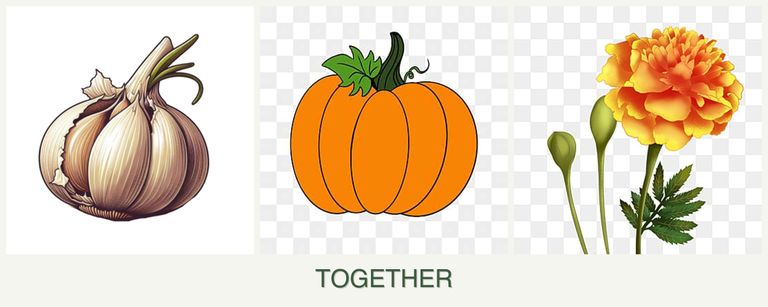 Can you plant garlic, pumpkin and marigolds together?