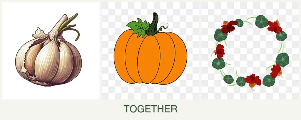 Can you plant garlic, pumpkin and nasturtiums together?