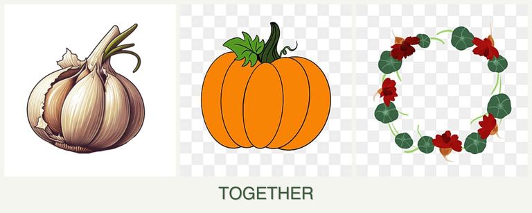 Can you plant garlic, pumpkin and nasturtiums together?