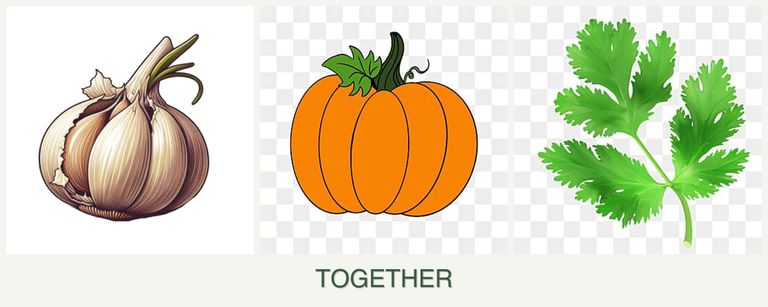 Can you plant garlic, pumpkin and parsley together?