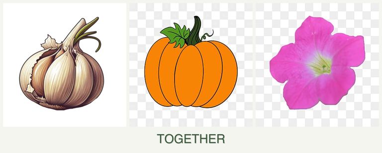 Can you plant garlic, pumpkin and petunias together?