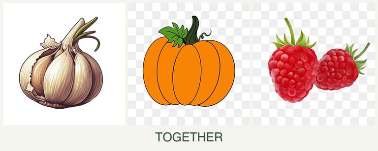 Can you plant garlic, pumpkin and raspberries together?