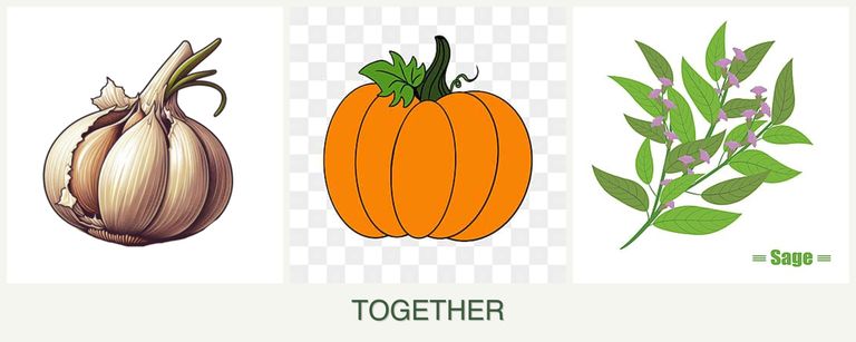 Can you plant garlic, pumpkin and sage together?