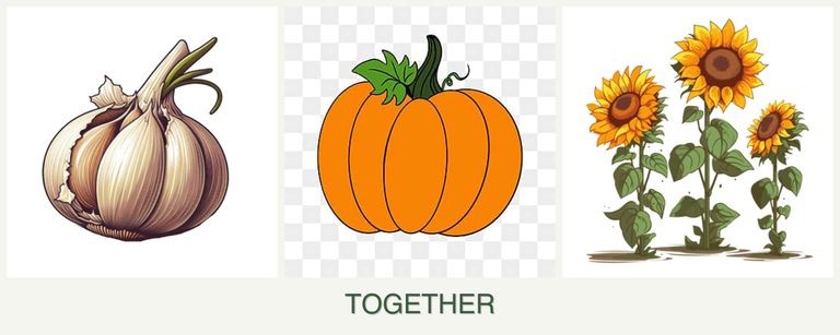 Can you plant garlic, pumpkin and sunflowers together?