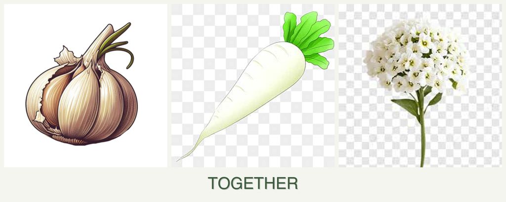 Can you plant garlic, radishes and alyssum together?