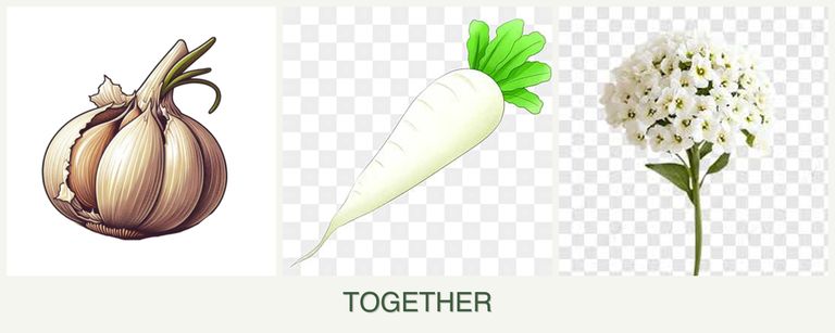 Can you plant garlic, radishes and alyssum together?
