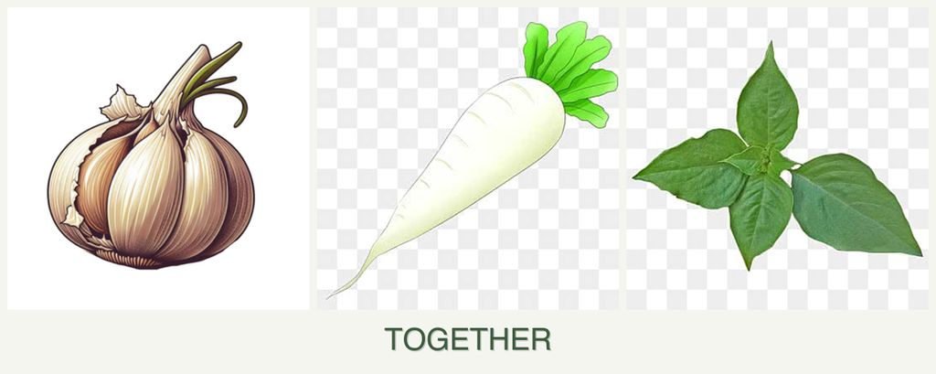 Can you plant garlic, radishes and basil together?