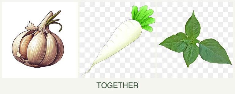 Can you plant garlic, radishes and basil together?