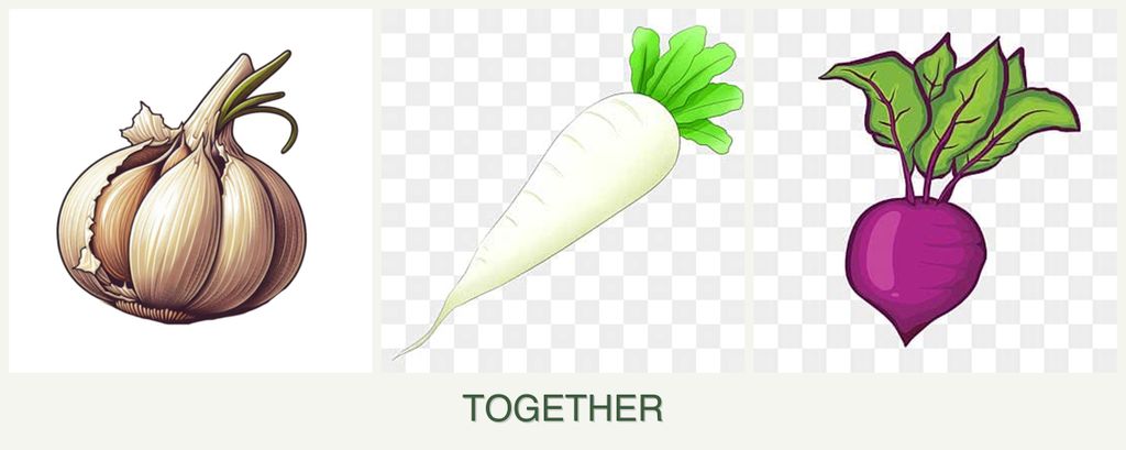 Can you plant garlic, radishes and beets together?