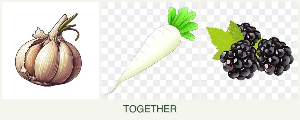 Can you plant garlic, radishes and blackberries together?