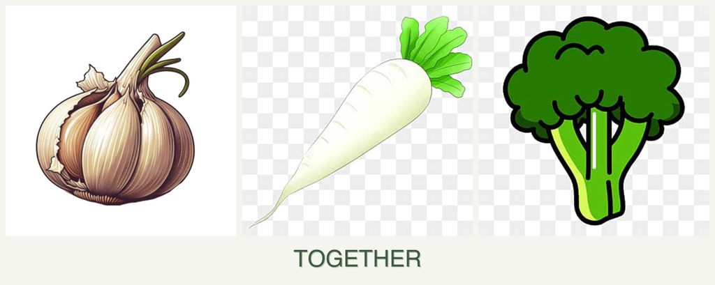 Can you plant garlic, radishes and broccoli together?