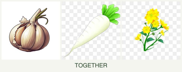 Can you plant garlic, radishes and calendula together?