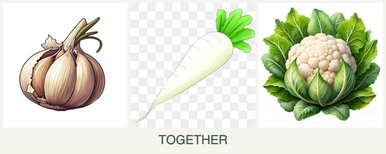 Can you plant garlic, radishes and cauliflower together?
