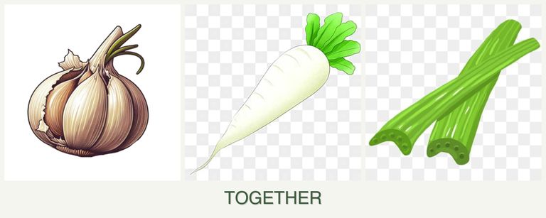 Can you plant garlic, radishes and celery together?