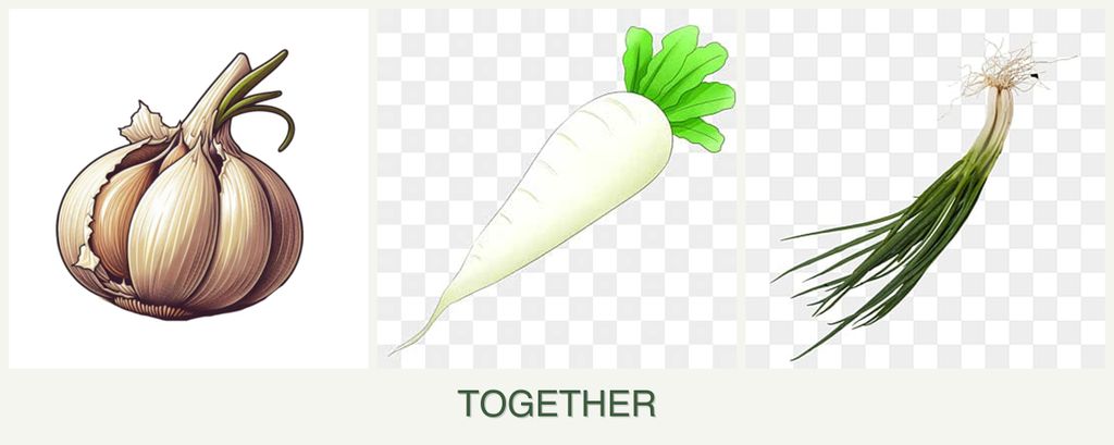 Can you plant garlic, radishes and chives together?