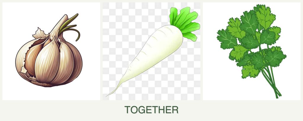 Can you plant garlic, radishes and cilantro together?