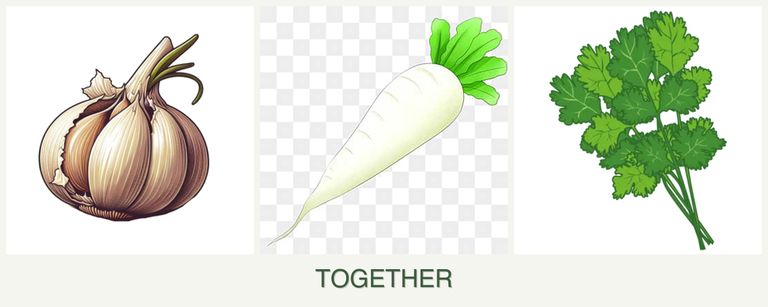Can you plant garlic, radishes and cilantro together?