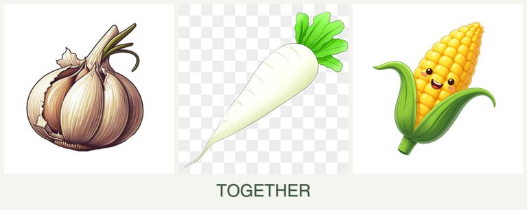 Can you plant garlic, radishes and corn together?
