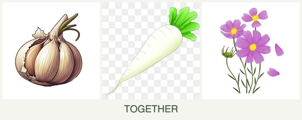 Can you plant garlic, radishes and cosmos together?