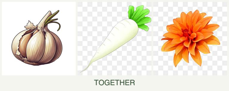 Can you plant garlic, radishes and dahlias together?