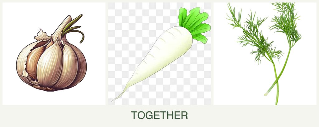 Can you plant garlic, radishes and dill together?