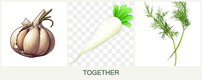 Can you plant garlic, radishes and dill together?