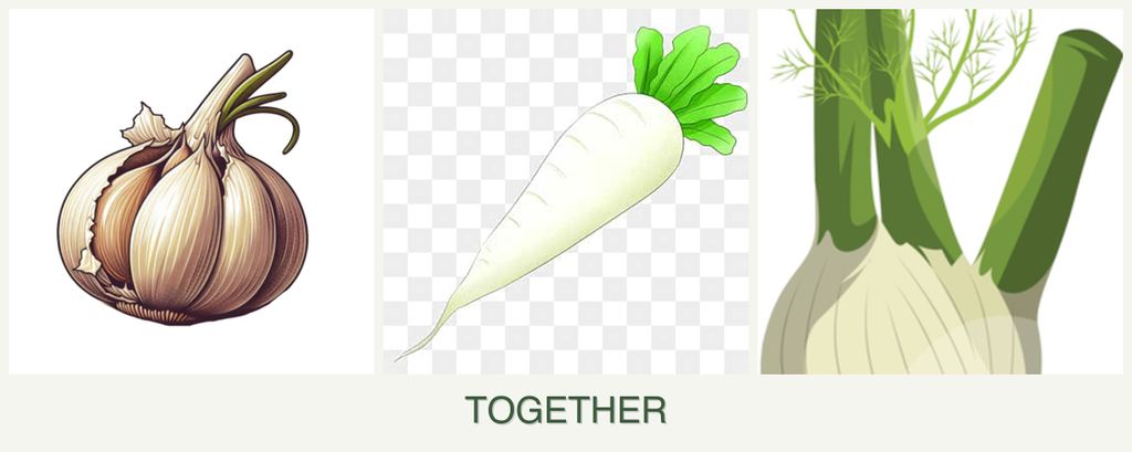 Can you plant garlic, radishes and fennel together?
