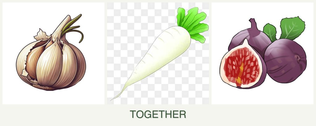 Can you plant garlic, radishes and figs together?