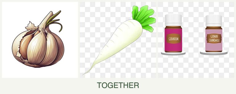 Can you plant garlic, radishes and geraniums together?