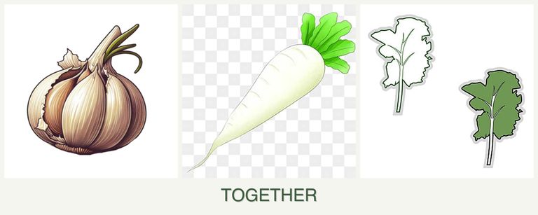 Can you plant garlic, radishes and kale together?