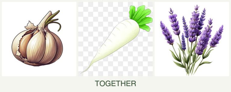 Can you plant garlic, radishes and lavender together?